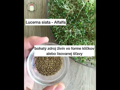 Video: Pestovanie lucerny: Ako pestovať lucernu