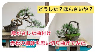 赤松盆栽の細幹 針金かけ 思い切り曲げてみた。 - YouTube