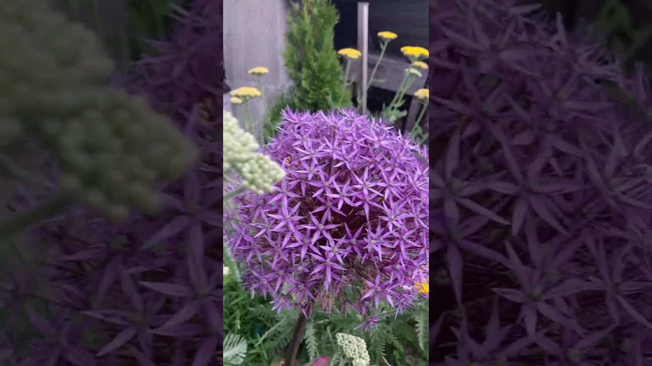 Аллиум декоративный Глоубмастер 