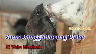 SUARA PANGGIL BURUNG WALET ASLI DARI ALAM