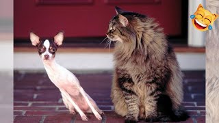 Funniest Animals 😂 Funny Cats and Dogs 2023 😺🐶 #3 by City of cats 973 views 11 months ago 5 minutes, 41 seconds