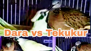 7 Tips Agar Kawin Silang Tekukur vs Burung Dara Berhasil Jodoh 100 persen, Yuk nonton !!!
