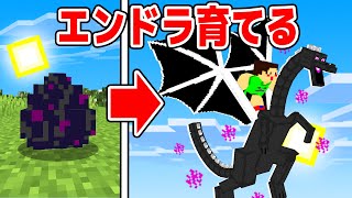 エンダードラゴンを育てたら乗れるようになった！？【マイクラ・マインクラフト】