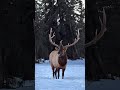 🐾📸 We visit the Yukon Wildlife Preserve for a photography tour like no other #ExperiencingCanada