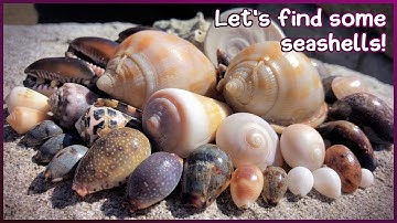 Finding Seashells at Low Tide | Glossy Cowries on a Slow Day #shelling #shell