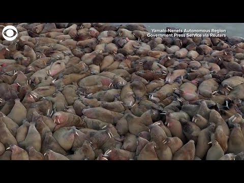 WEB EXTRA: Thousands Of Walruses On Beach