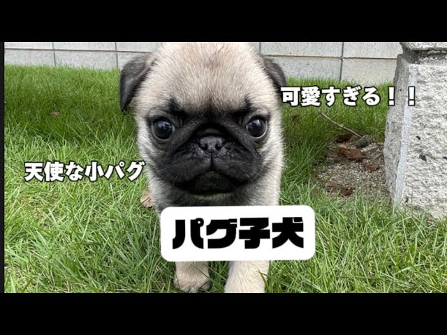 パグ子犬仮名『ずっとちゃん』【予定日迫るパグ出産〜NO3】 - YouTube