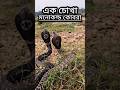 জোড়া মনোকল্ড কোবরা মুখোমুখি! 😱 | Twin Monocled Cobras Side by Side!