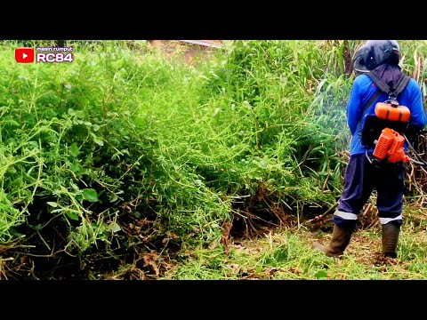 Astaga"  Parah Banget rumput ini Sangat Semak tinggi dan banyak duri nya #rc84