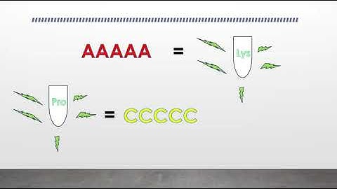 Nirenburg & Mattaei + Nirenburg & Leder Experiments by Adam George