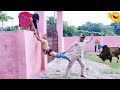 Must watch new funny comedys 2022 episode 06 only masti comedy