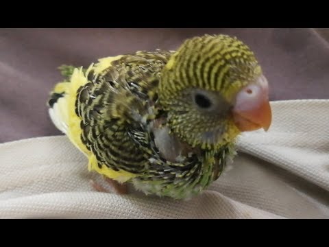 baby budgies for sale near me