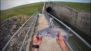 Spillway fishing with Live And Cutbait