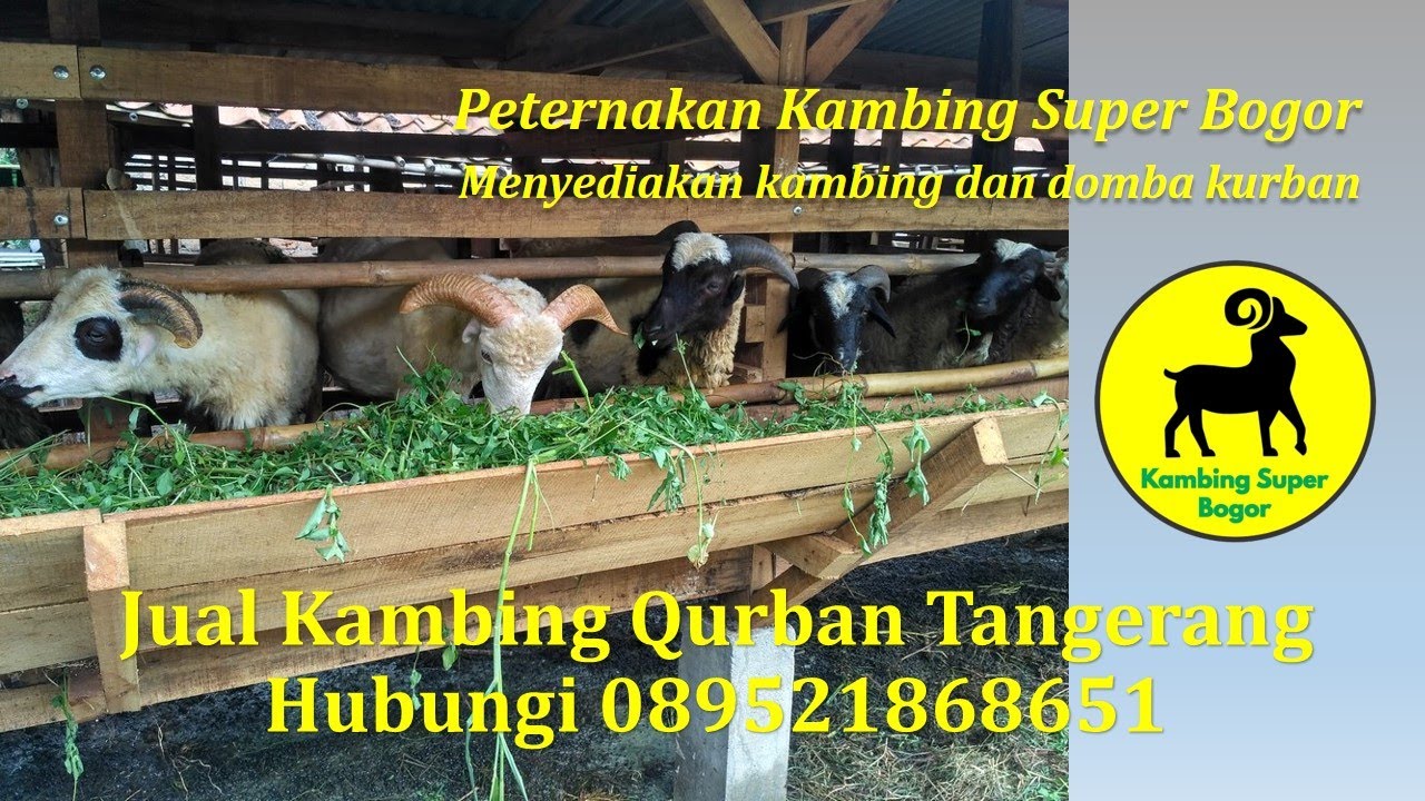 Jual Kambing Qurban Tangerang - YouTube