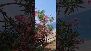 Красота!!! Цветущий Олеандр 🌸🌺🌸 #shortsclip #nature #красотаприроды #цветы
