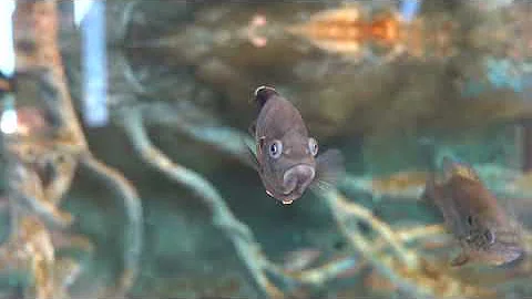 2025 Louisiana Trustee Implementation Group Annual Update