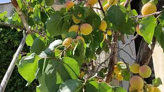 Apricots ripening