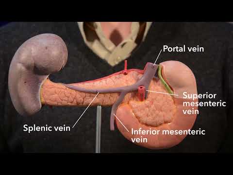 Pancreas (anatomy)