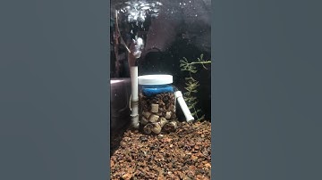 Nuôi cá lóc có cần lọc không #caloccanh #calockieng #channa #channamaru #fish #xuhuong