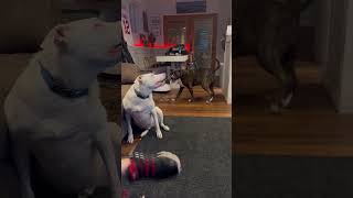 Two Special Precious Dogs’ Playful Interaction