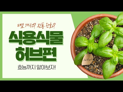 키워서 먹을 수 있는 식용식물 5가지! (허브편)