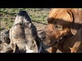 A Tosa Inu (Japanese Mastiff) Plays With PitBull & Other Dogs at Dog Park