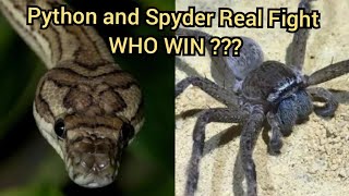 Python and spyder || wild animals || wildlife