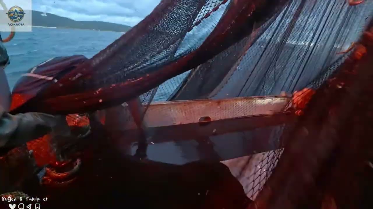 Şafak Vakti Rüzgarlı Molada 200 Kasa Balık! 🌊⚓ (Zor Sabah)