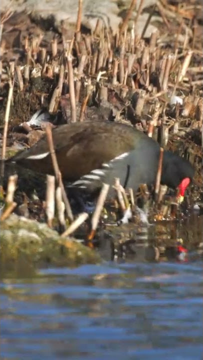 Common moorhen | Gallinula chloropus | Teichrallen | Conservation status LC