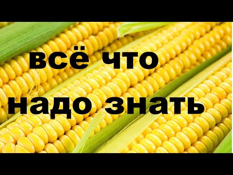 Кукуруза. Что с ней не так.