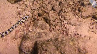 MOV040-Murena.avi
