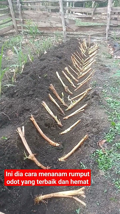 Ini dia cara menanam rumput odot