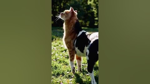 Ai Generated Fusion Batch (a new one)