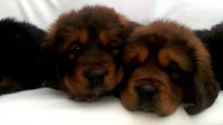 F litter 6 weeks   ALL TOGETHER ON SOFA