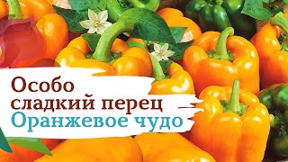 Перец Калифорнийское Чудо Описание Сорта Фото Отзывы