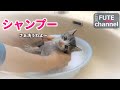 保護した子猫の初めてのシャンプー。頑張れ～　リンゴ箱の猫+3【保護子猫】