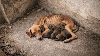 Download Lagu Locked Up with Her Puppies in Despair… She Had No Idea What Was Coming MP3