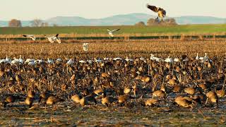 Watching Canada Geese and Snow Geese in Their Natural Habitat: Staten Island
