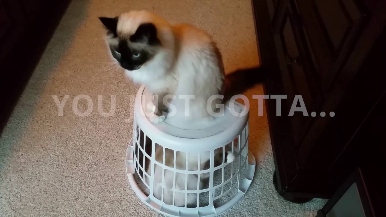 birman cat escapes horrible laundry basket jail youtube