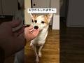 野犬いなり、おすわり修行2日目。