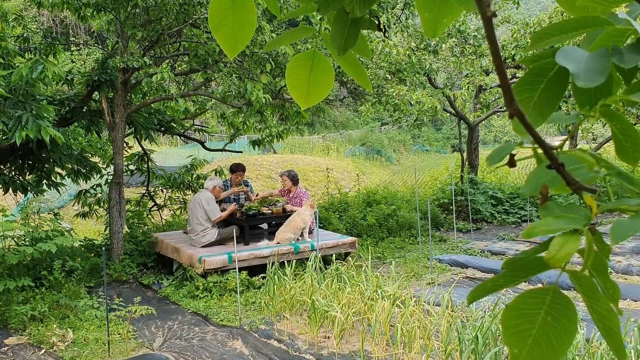 Сбор урожая и трапеза со свининой и лапшой пибим на открытом воздухе (корейская сельская жизнь)