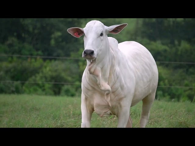 Lote 46 - Leilão Virtual Super Nelore - 2ª Edição - Matrizes