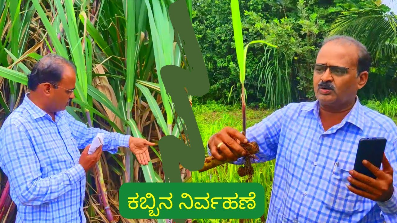 ಕಬ್ಬಿನ ನಿರ್ವಹಣೆ | Sugarcane Management by Sudhir Katti