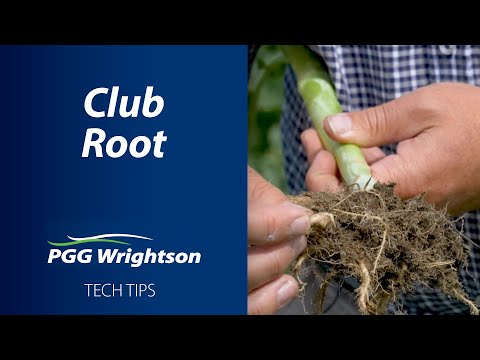 Video: Clubroot Control - Cara Mencegah Atau Menjaga Tumbuhan Dengan Clubroot