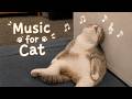 Purr & Sleep 🐱🎹 10 Hours of soft piano music for cats and their owners
