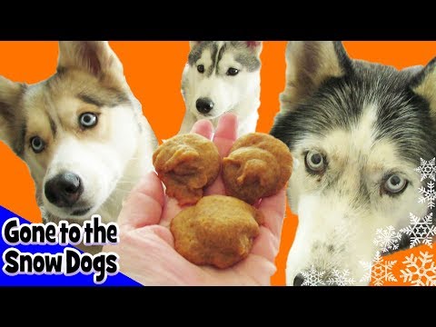 Vidéo: Biscuits Tarte À La Citrouille Pour Chiens