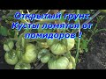 Обзор томатов открытого грунта . Все сорта в одном видео !