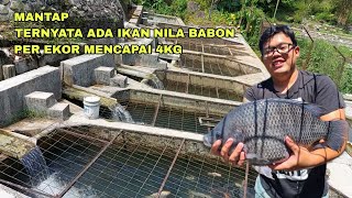 Download Lagu MANTAP, TERNYATA ADA IKAN NILA BABON PER EKOR MENCAPAI 4KG MP3 Download Lagu MANTAP, TERNYATA ADA IKAN NILA BABON PER EKOR MENCAPAI 4KG MP3