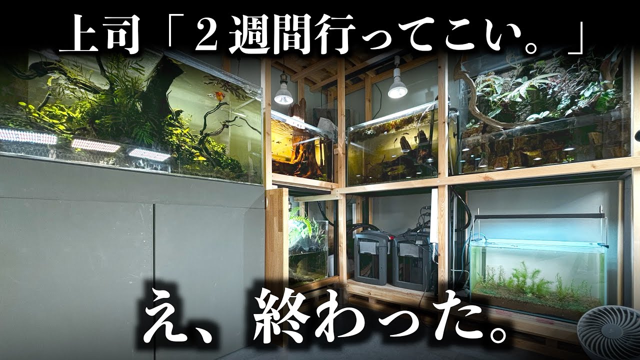 巨大水槽9台、100株以上の植物と暮らすアクアリストに“出張命令”→2 