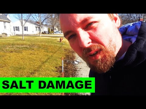 Video: Poškodba zaradi soli na travnikih in vrtu - Kako popraviti ali odpraviti škodo zaradi soli